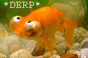 Dumb Goldfish